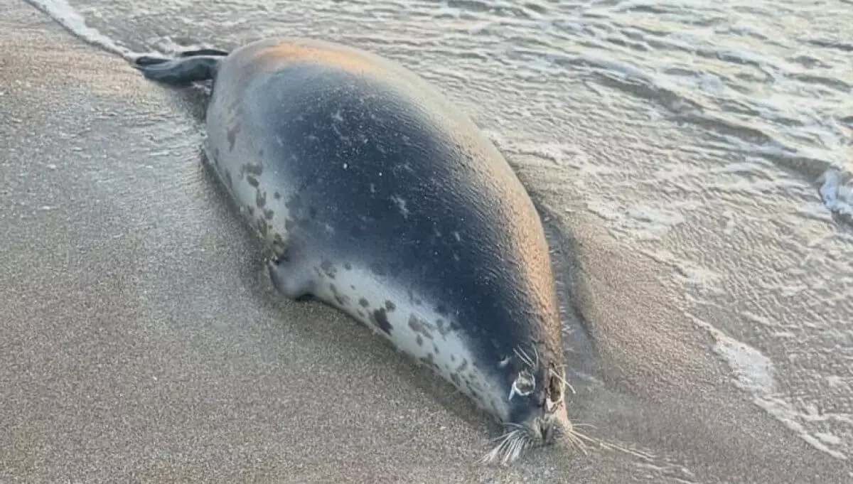 Каспий жағасынан 100-ден астам итбалық өлі табылды
