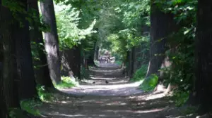 Алматыда Баум тоғайын сақтау және қалпына келтіру бойынша кешенді жұмыс жалғасып келеді