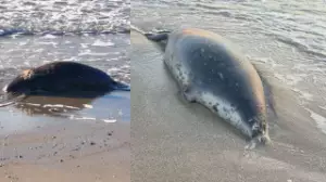 Каспий жағалауынан жүздеген өлі итбалық табылды