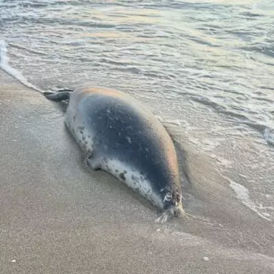 На побережье Каспия обнаружили более 100 мёртвых тюленей