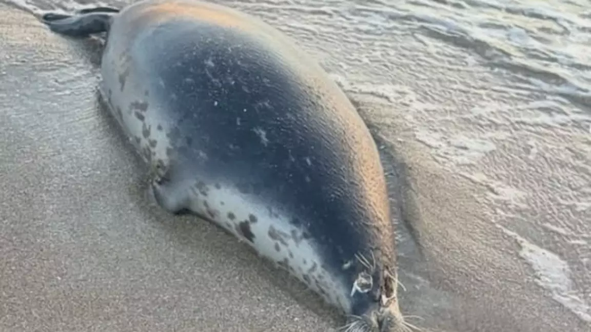 Каспий жағалауында итбалықтар қырылып жатыр