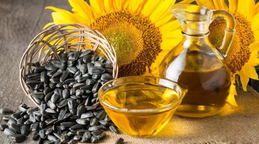 Рекордные 4,3 млн тонн урожая масличных собрали в Казахстане