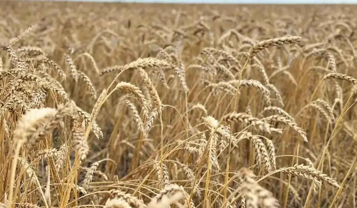 Рекордный урожай собрали в Казахстане – Минсельхоз