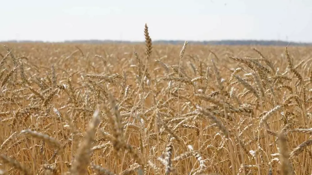 2025 жыл Қазақстан үшін астық өнімділігі бойынша рекордты жыл болды