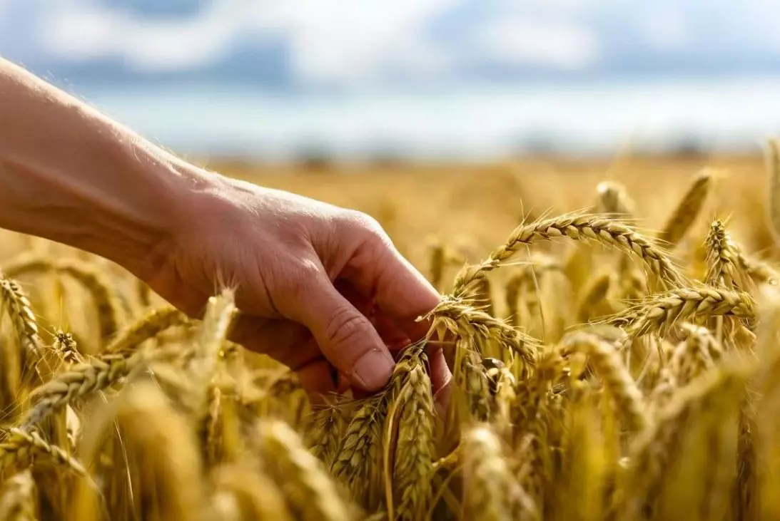 Бектенов поручил начать раннюю подготовку к новому сельскохозяйственному сезону