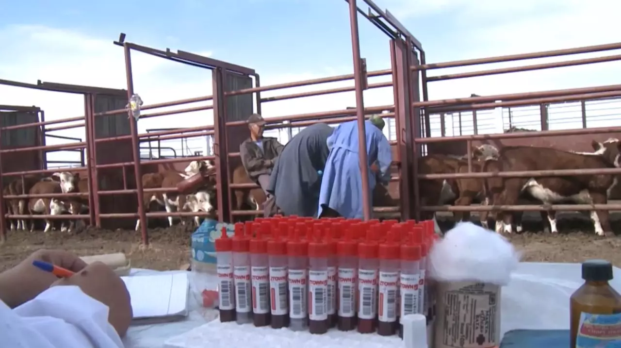 Более 300 ветеринарных вакансий открыты в РК