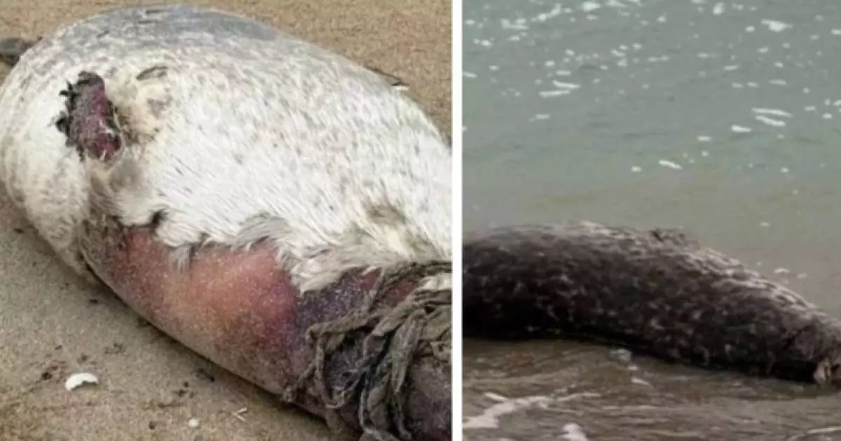  Итбалықтардың жаппай қырылуы: өлексе саны жүзден асты 