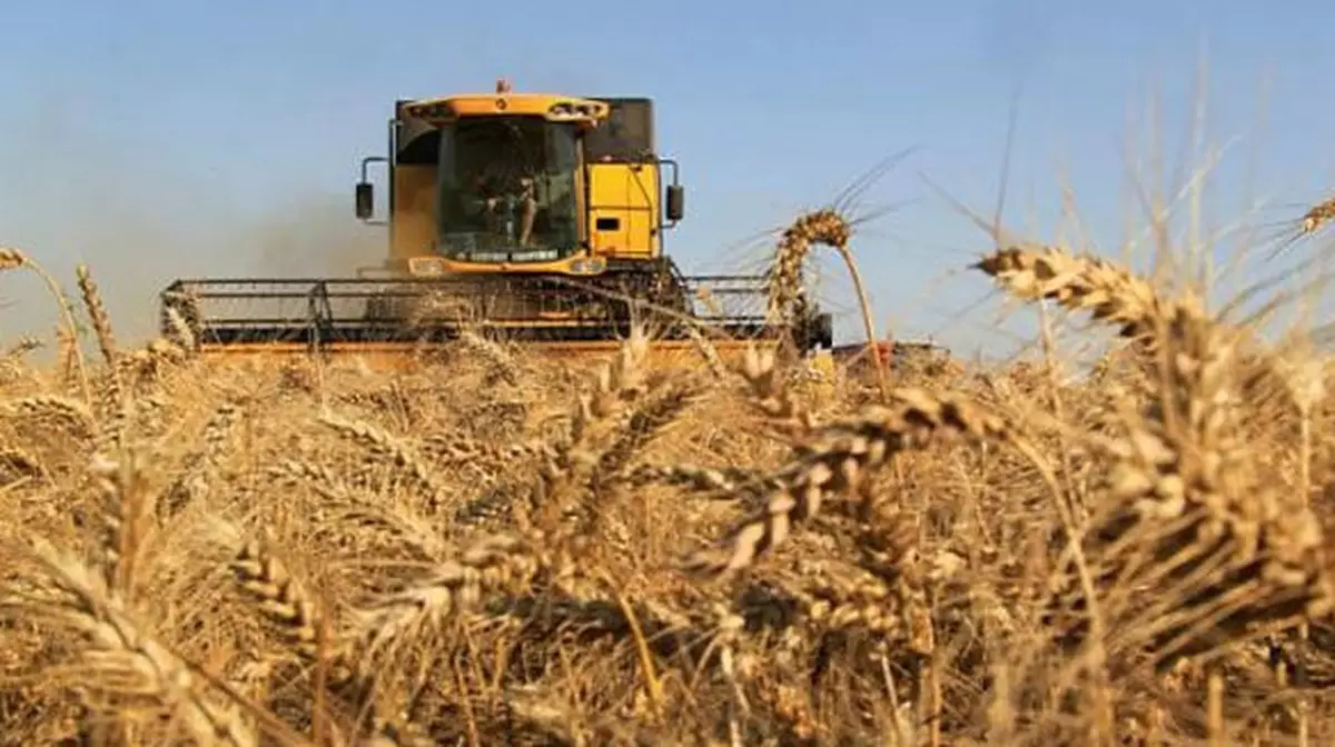 Казахстан собрал рекордный урожай и полностью обеспечил себя хлебом