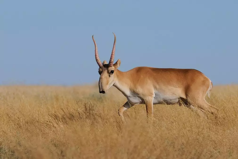 Продукция из мяса сайгаков может появиться в супермаркетах