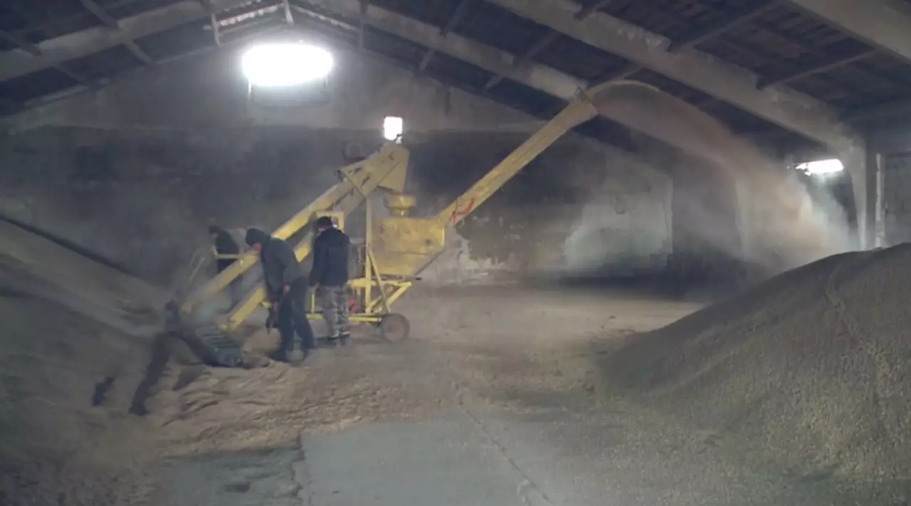 7,7 млн тонн зерна поступило на элеваторы