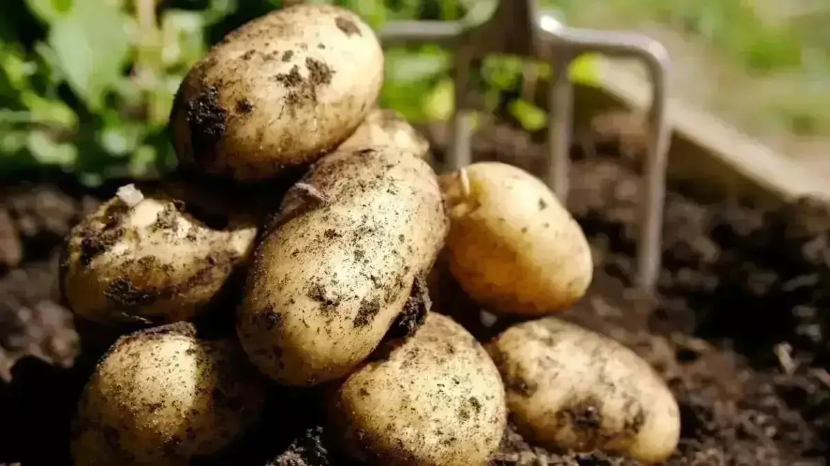 Қазақстанда картоп тапшылығы болмайды — министрлік