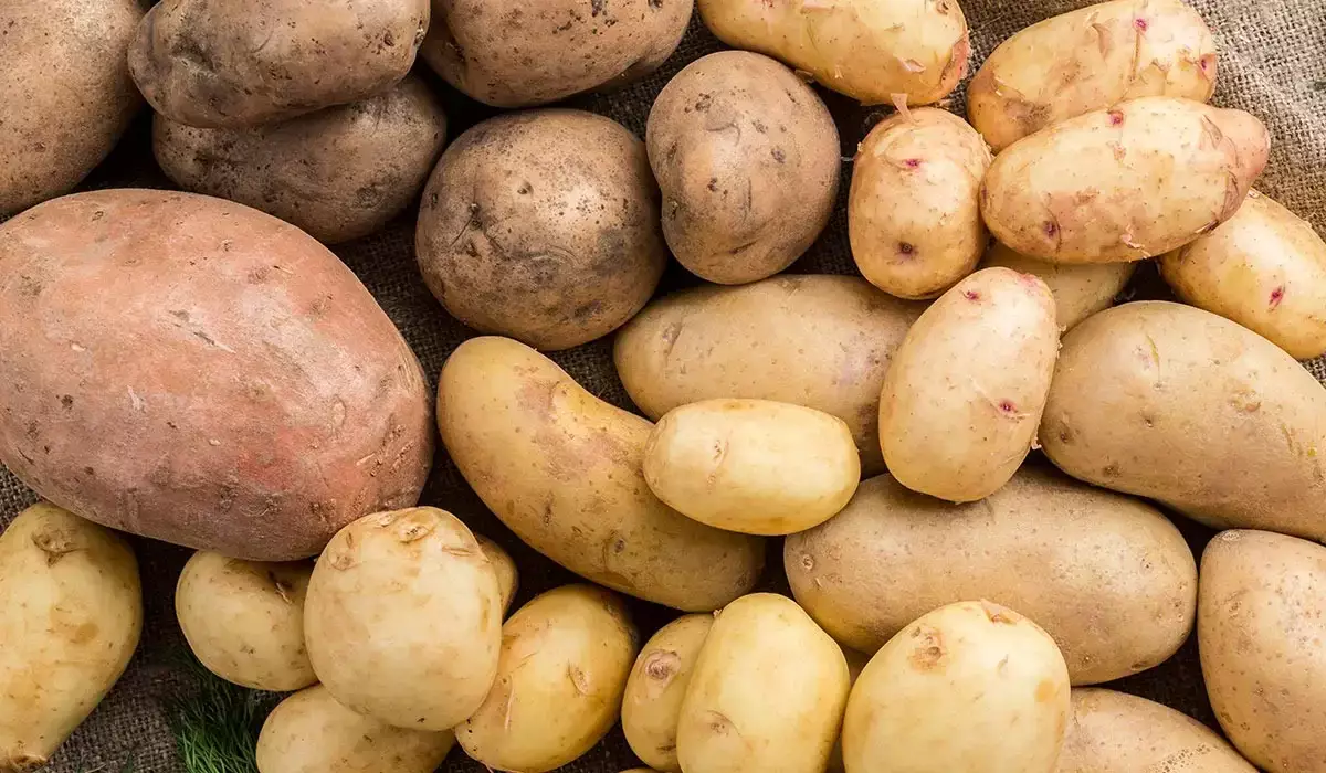 Дефицита картофеля в Казахстане не будет, уверяют в Минсельхозе