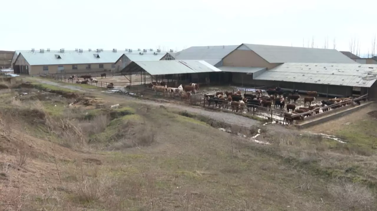 Казахстан расширяет экспорт животноводческой продукции