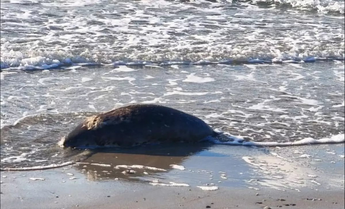 Маңғыстау облысында жүздеген итбалық өлексесі табылды