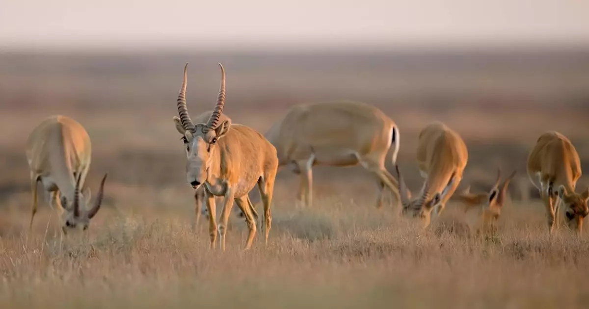  Киіктердің еті супермаркеттерде сатыла бастайды – министрлік 