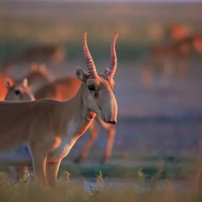 В Минсельхозе рассказали, появится ли мясо сайгака в супермаркетах Казахстана