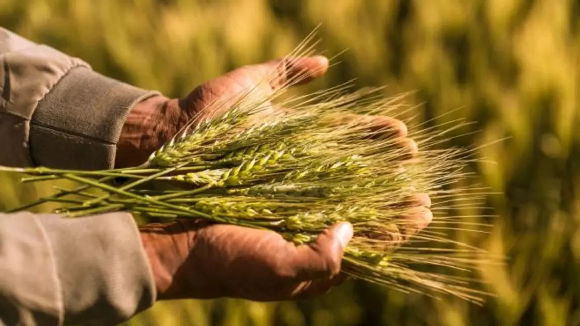 Қазақстан Еуропа, Азия және Солтүстік Африкаға астық жеткізуді бастады