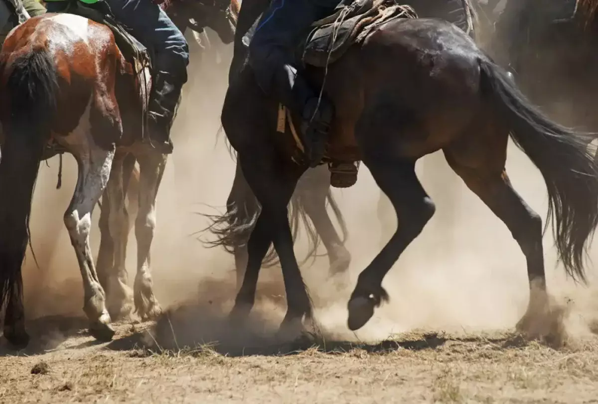 Жүлдеге таласқан: көкпарда жүргізуші көлігімен атты адамдарды қағып кетті