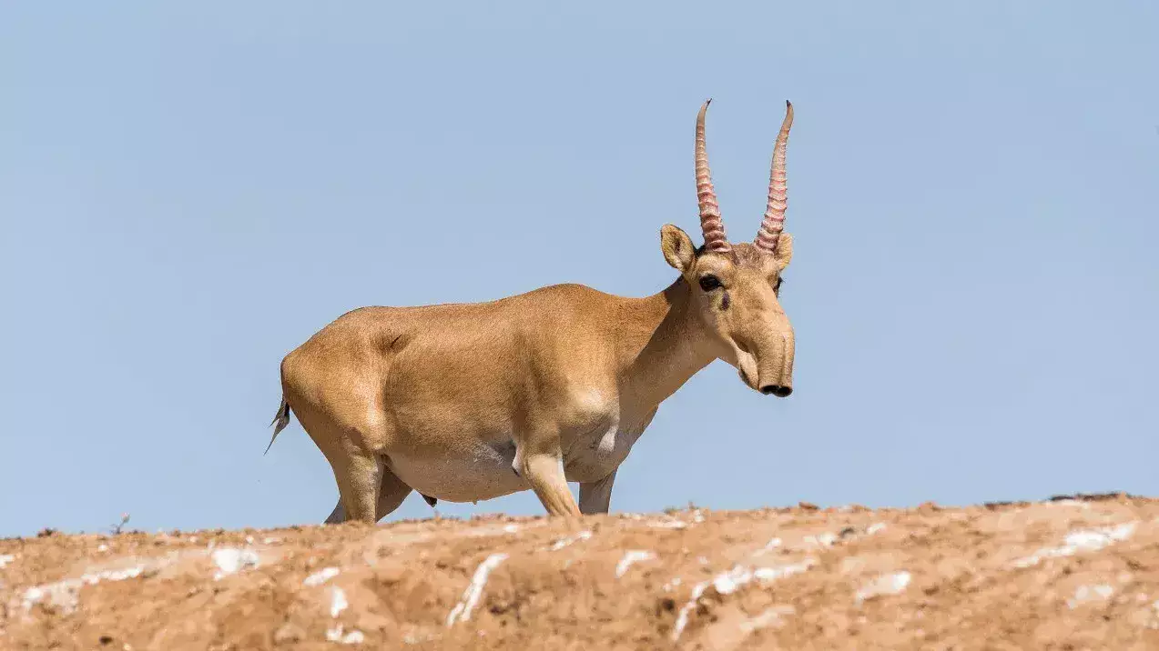 Киік еті супермаркеттерге түсуі мүмкін