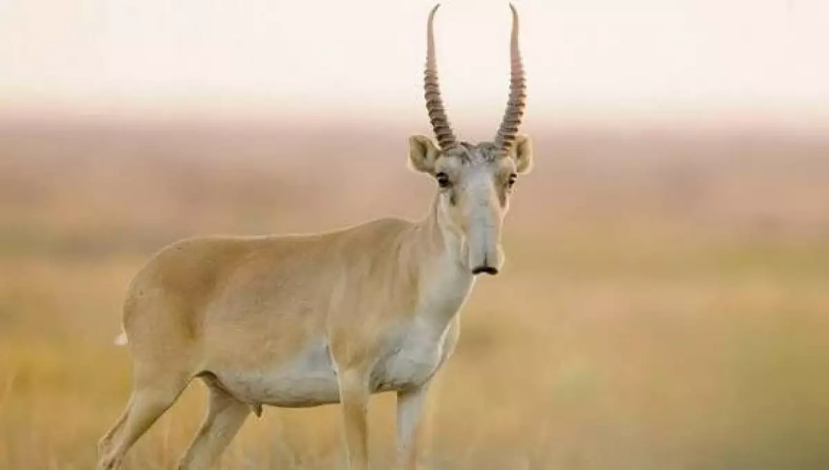 Киік еті қай жолмен ауланады және қалай тексеріледі