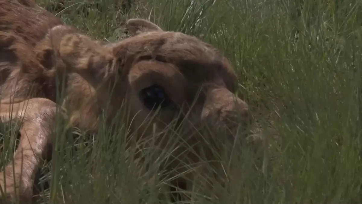 Елімізде киіктер барлық талаптарға сай сойылады