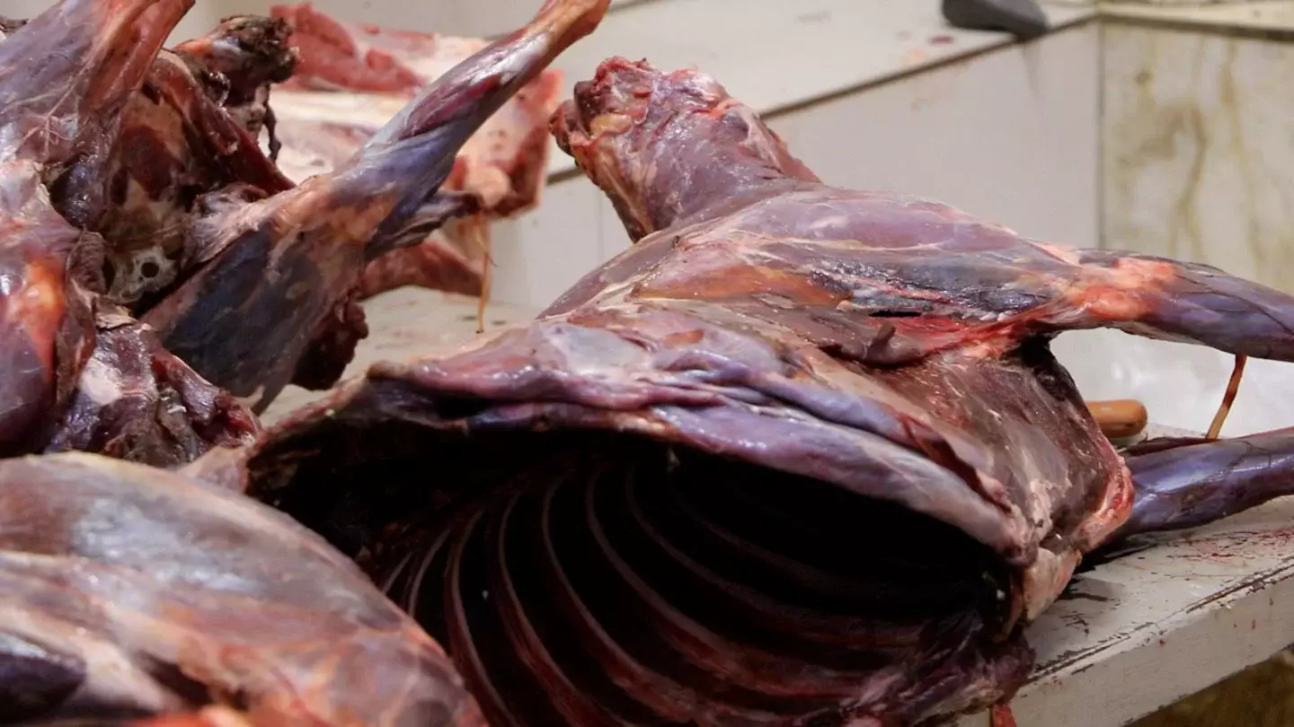 Мясо сайгаков могут появиться в супермаркетах Казахстана