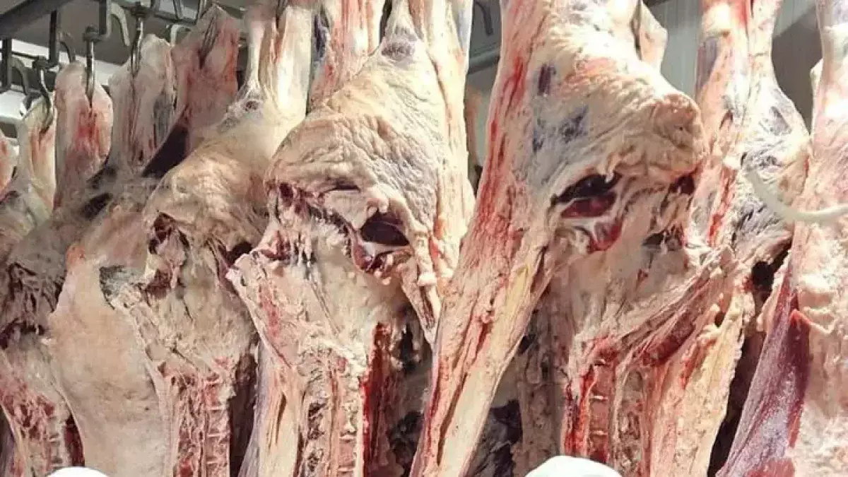 «Ешьте спокойно»: в Минсельхозе объяснили, как контролируют качество мяса сайги