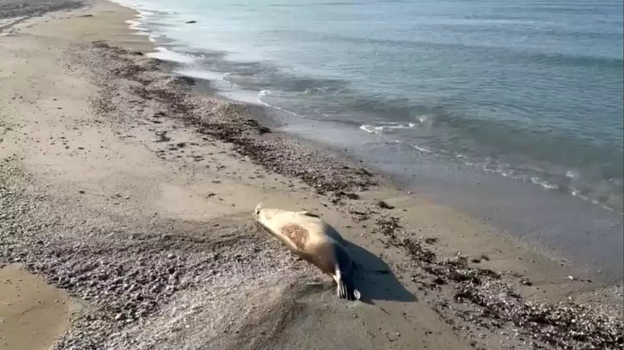 Маңғыстау облысында итбалық қырылды