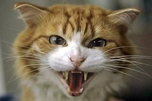 Маңғыстауда мысық тістеп алған ер адам көз жұмды