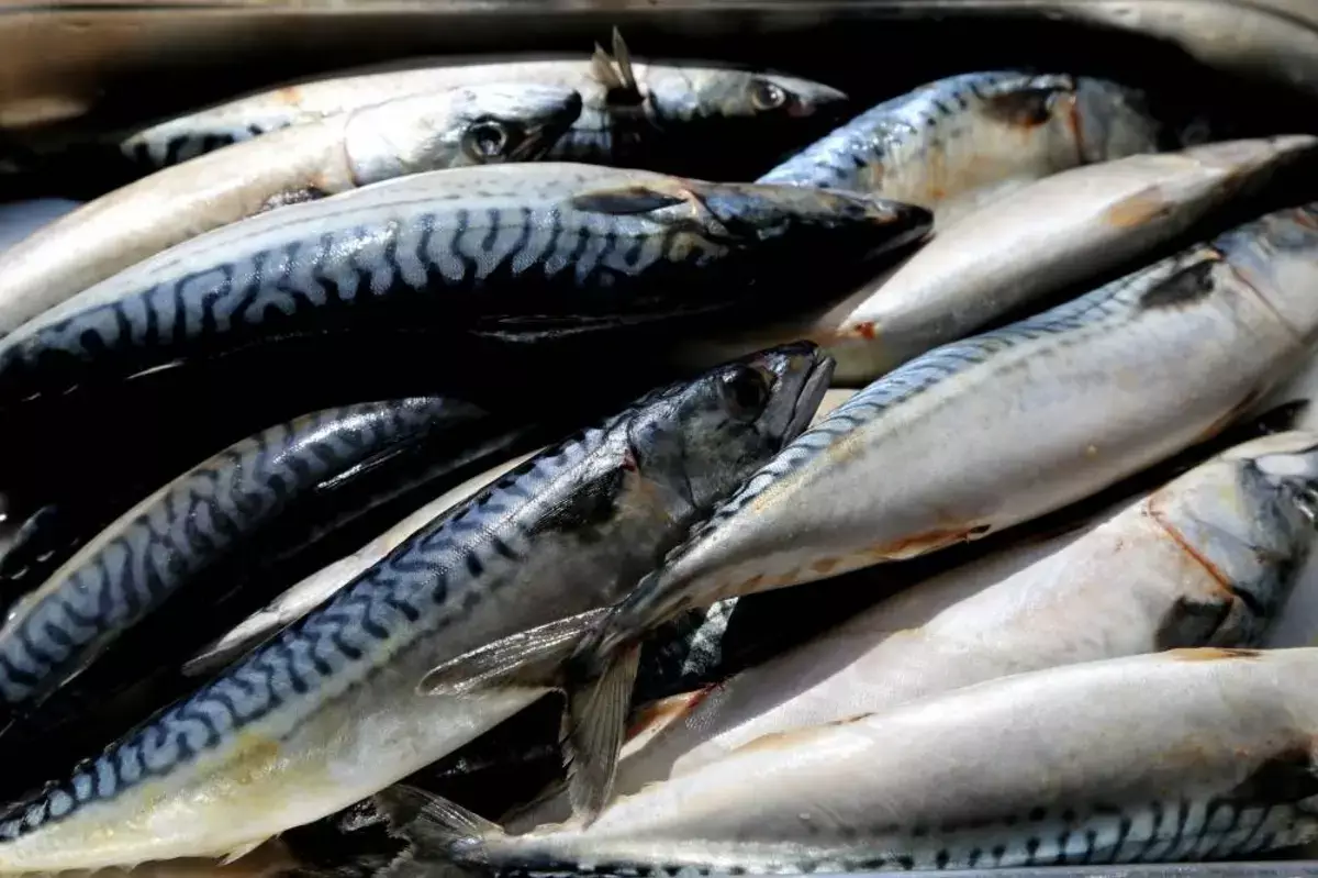 Кардиологи назвали рыбу, которая снижает риск инсульта на десятки процентов - новости на Lada.kz 04.11.2025