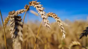 Қазақстан астығын бас импорттаушы - Өзбекстан 