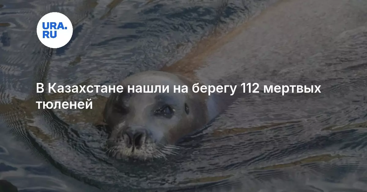 В Казахстане нашли на берегу 112 мертвых тюленей.