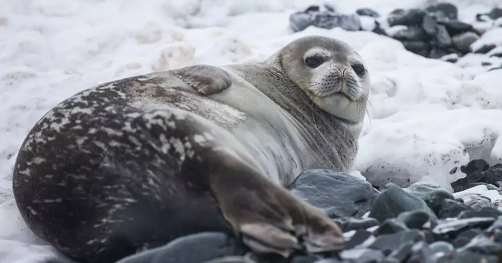 На берегу Каспия в Казахстане нашли 112 погибших тюленей.