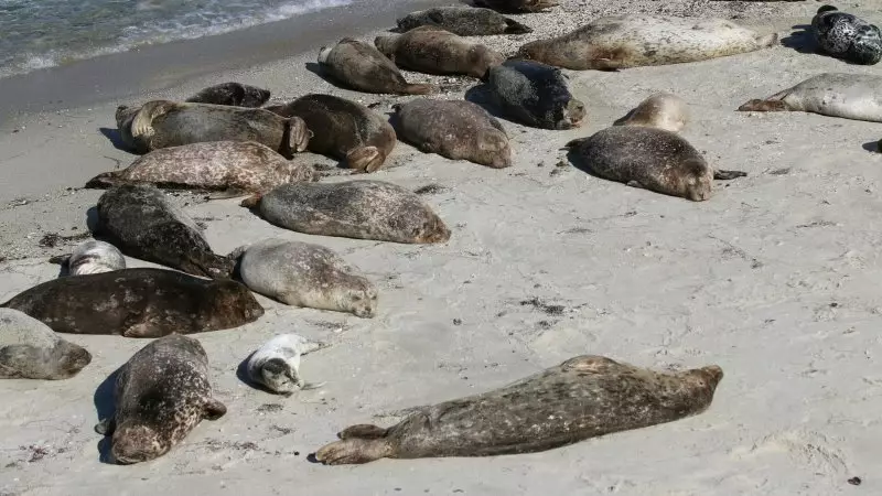 Минсельхоз связал массовую гибель тюленей со слабым иммунитетом, а не экологией