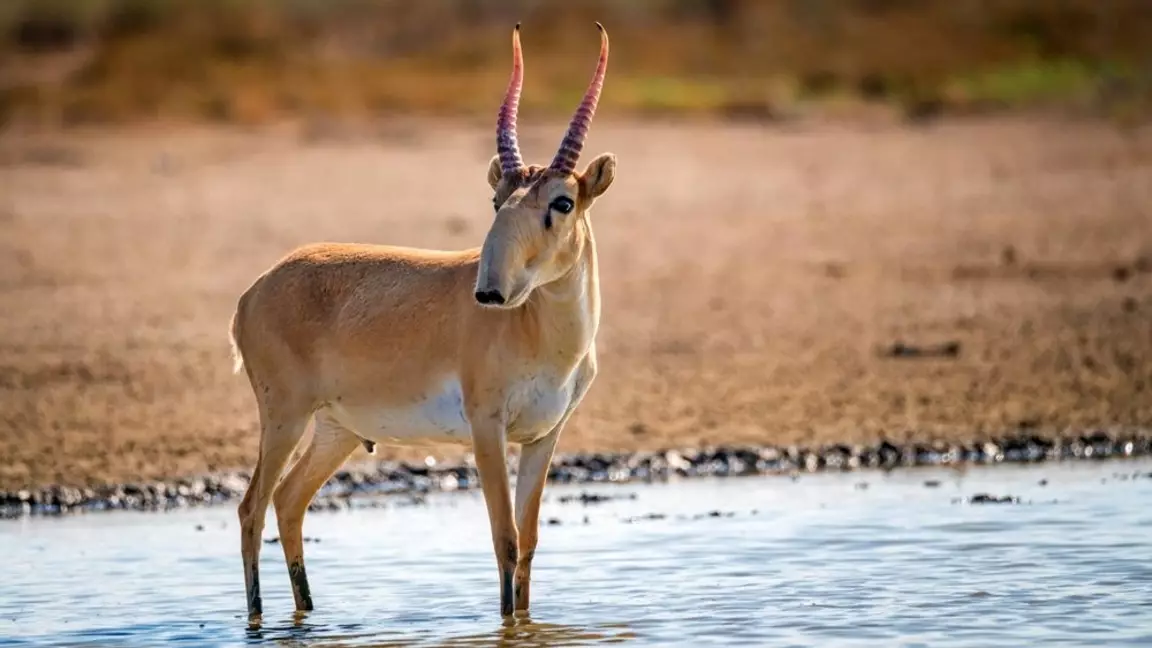 Киік еті қазақстандық супермаркеттерде сатылуы мүмкін