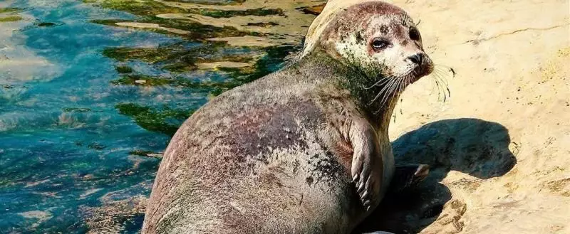 В Казахстане заметили массовую гибель каспийских тюленей.