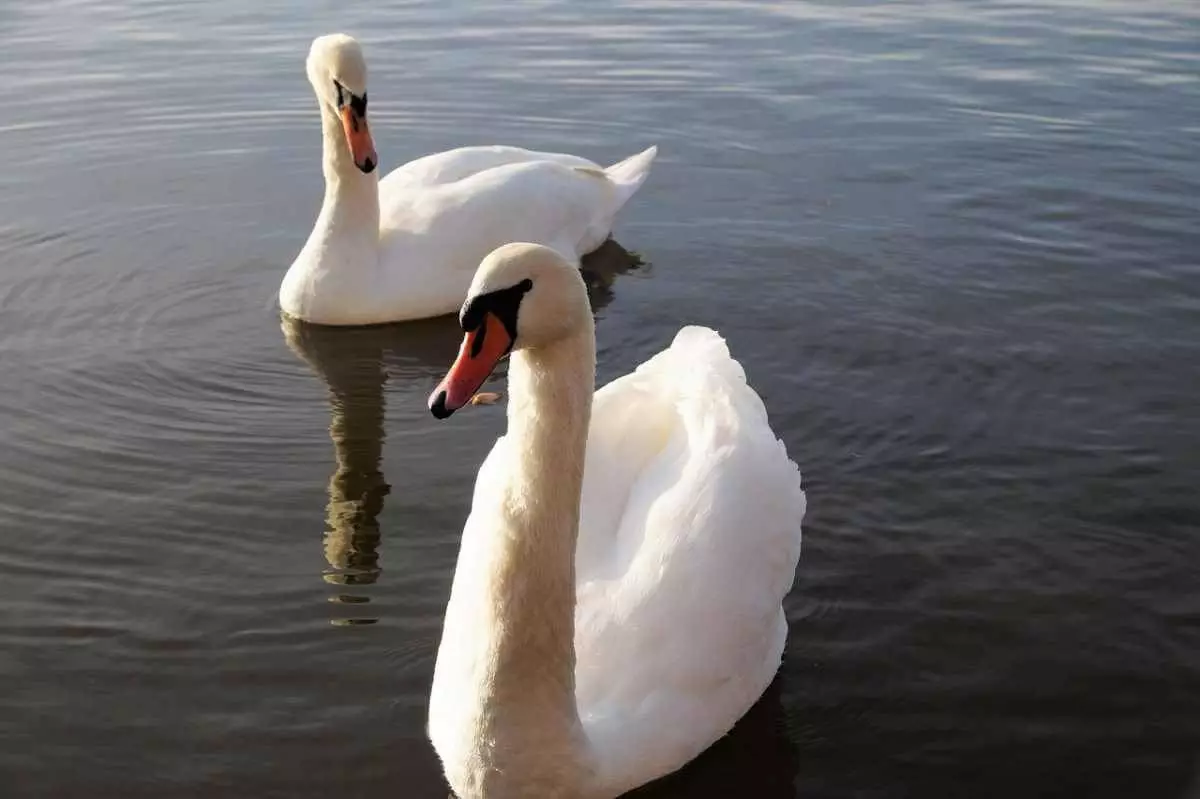 Лебедей переселили в зимние вольеры в ботаническом саду Алматы