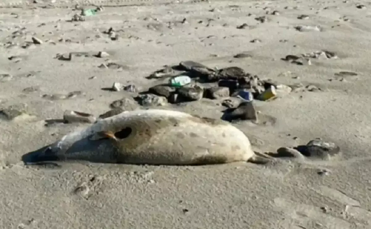 Каспий теңізіндегі итбалықтар қырылып жатыр