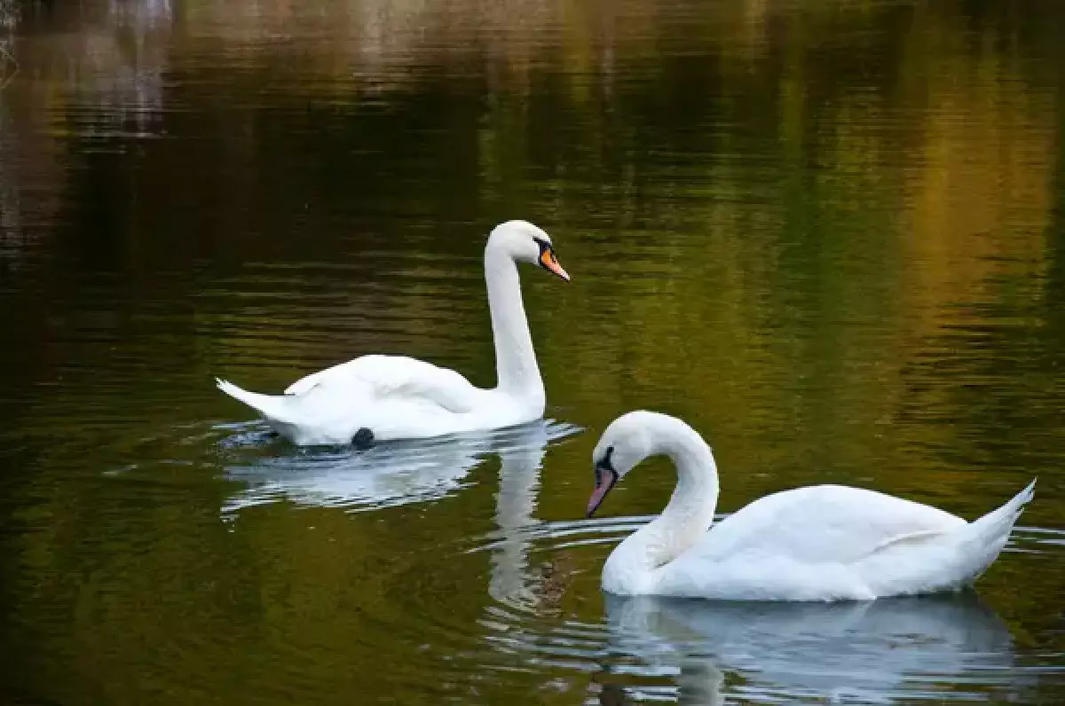 Лебеди из прудов ботанического сада переезжают в зимние вольеры