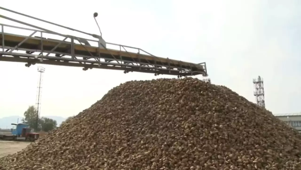 360 тысяч тонн сахарной свёклы собрали фермеры