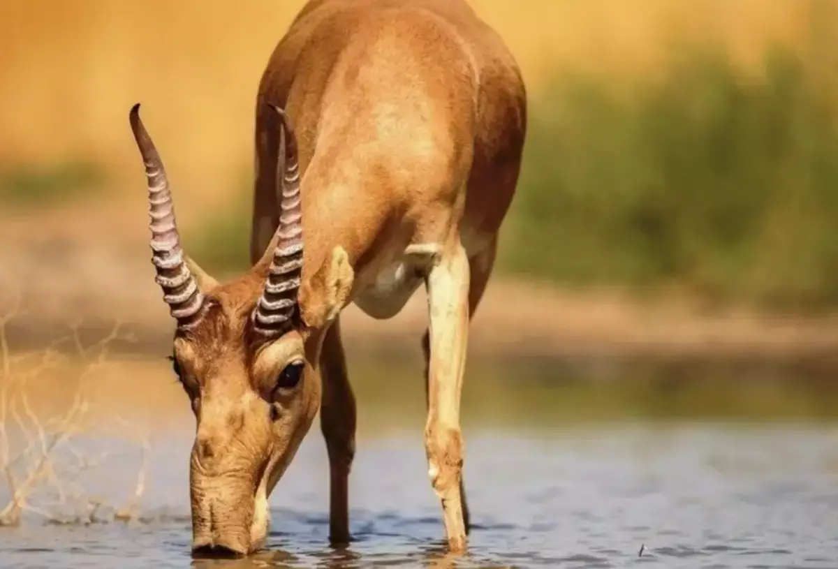 Мясо сайги выходит в розницу: продукт появится на прилавках в супермаркетах Казахстана - новости на Lada.kz 04.11.2025