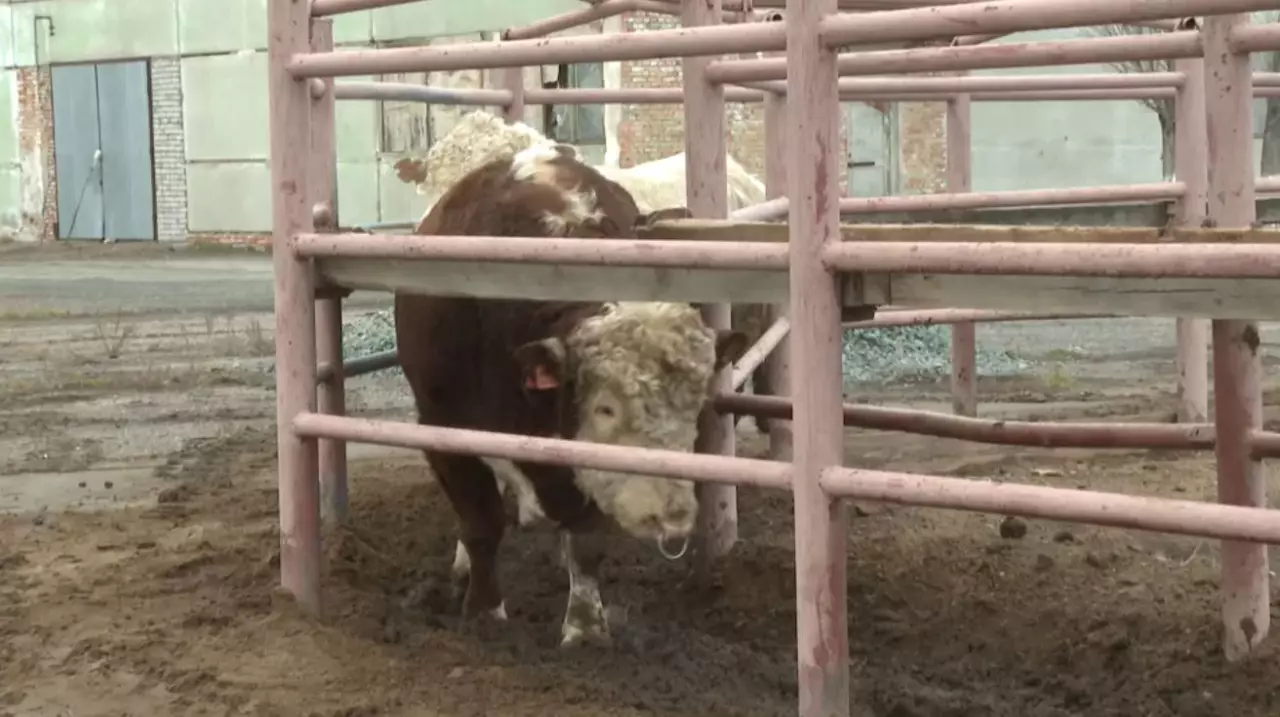 Қазақтың Ақбас сиырының генетикалық қоры зерттеледі