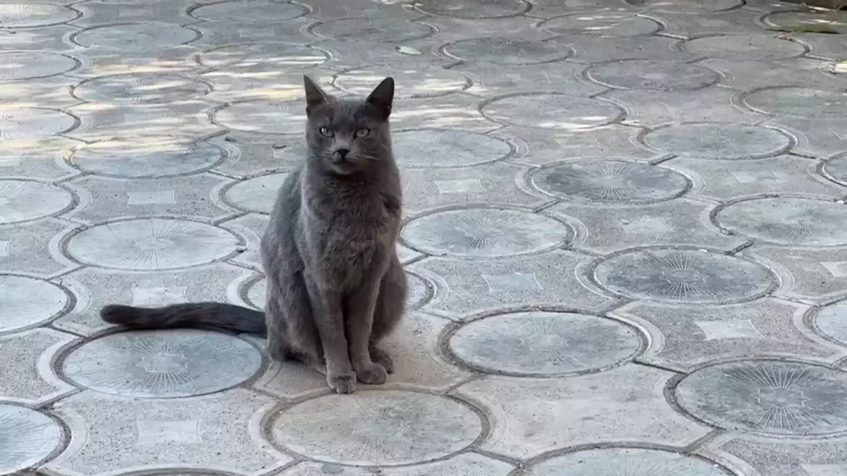 Мысық тістеп алған: Маңғыстау облысының тұрғыны құтыру ауруынан көз жұмды