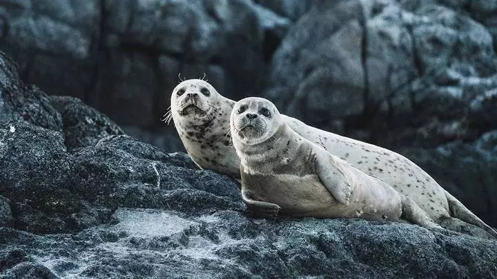 Более 100 тюленей могли умереть в Казахстане из-за снижения иммунитета.