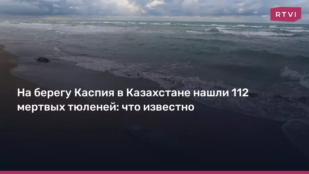 На берегу Каспия в Казахстане нашли 112 мертвых тюленей.