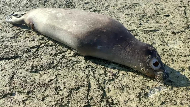 В Казахстане на побережье Каспия снова обнаружено более сотни погибших тюленей.