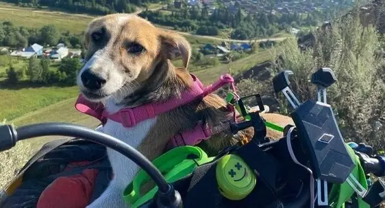 Как бездомная собака из Казахстана стала героиней международной премии.