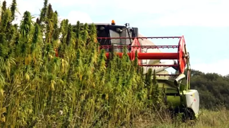 Швейцарцы займутся переработкой конопли на юге Казахстана