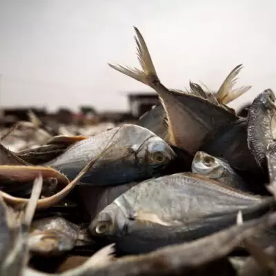 Почти 300 кг рыбы изъято у браконьеров в Павлодарской области