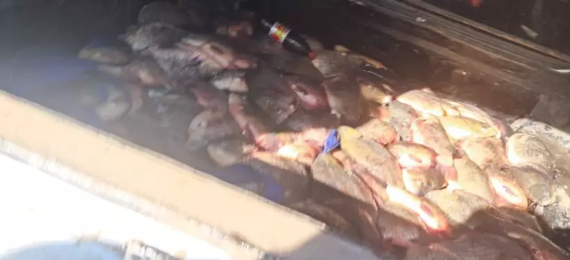 Почти 300 кг незаконно выловленной рыбы изъяли у браконьеров в Павлодарской области